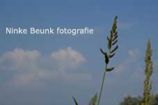 gras